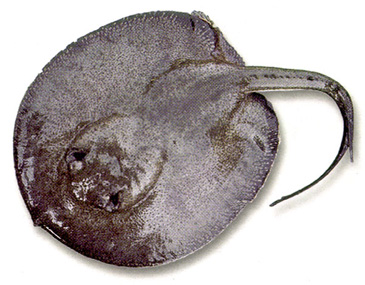 Record photograph for Potamotrygon magdalenae